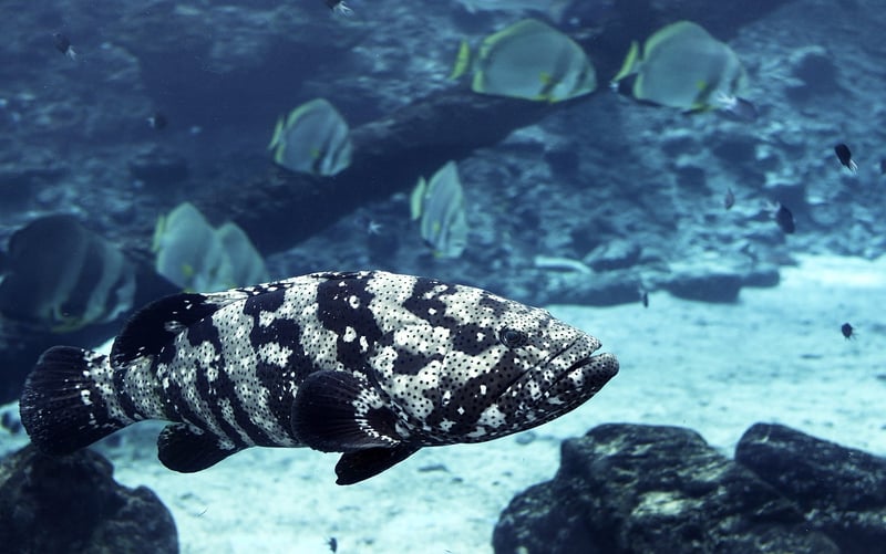 Great Barrier Reef, Australia