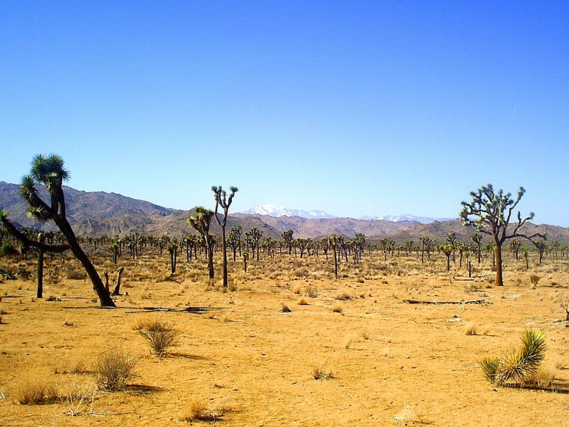 Joshua Tree National Park